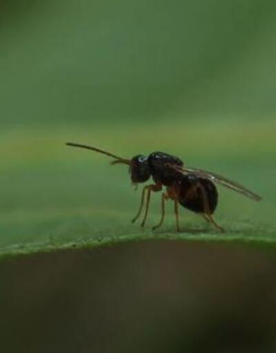 Katil arıya karşı 30 bin böcekle mücadele