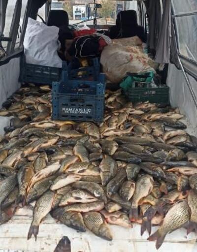 Şanlıurfa’da, kaçak avlanmış yarım ton sazan balığını el kondu