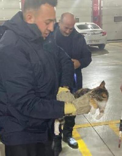 Otomobilin torpidosunda sıkışan kediyi itfaiyeciler kurtardı