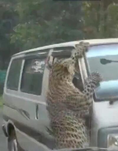 Hindistanda leopar çevredekilere saldırdı: 13 yaralı