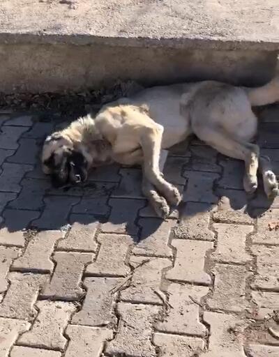 Elazığ’da köpek katliamı 10 köpek zehirlendi
