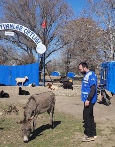 Konya’dan getirilen eşek, Osmaniye’deki Emekli Hayvanlar Çiftliği’nde