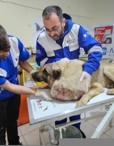 Deprem bölgesi Hatay’dan Osmaniyeye getirilen sokak köpeğinden 8,2 kiloluk kitle alındı
