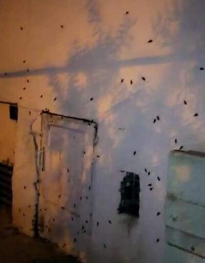 Kocaeli’de sokakta hamam böceği istilası