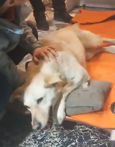 Üsküdarda sokak köpeğine silahlı saldırı