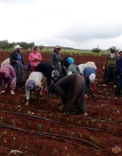 Tarım işçileri, 1 Mayısta da arazide çalışıyor