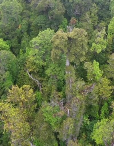 Şili’deki 5 bin yıllık ağaç kendini koruyor