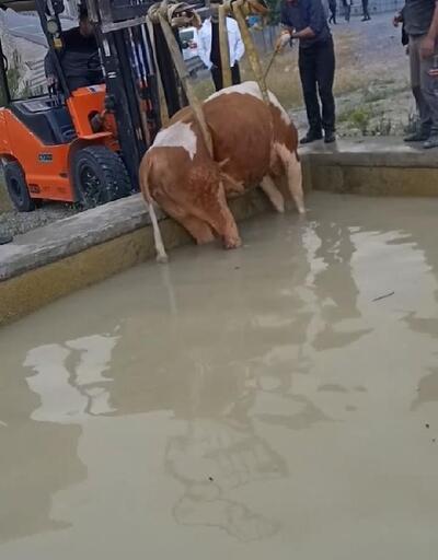 Yüzme havuzuna düşen inek, forklift yardımıyla kurtarıldı