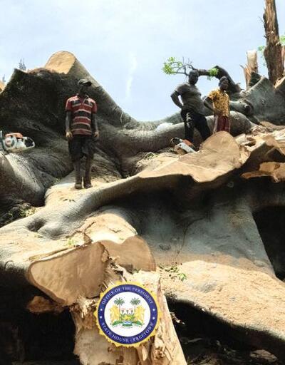 Sierra Leone’nin sembolü 200 yıllık ağaç fırtınada devrildi