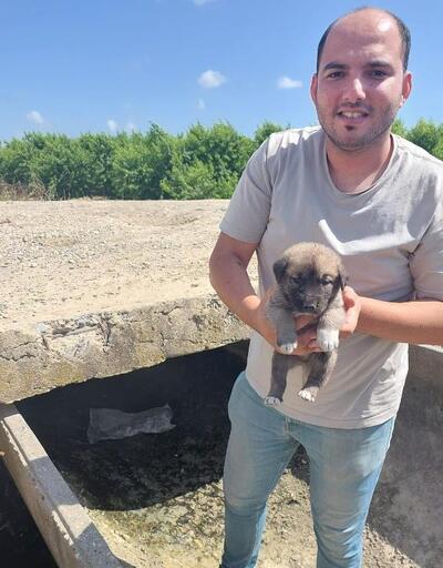 Sulama kanalının altına giren 8 yavru köpek kurtarıldı