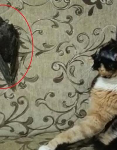 Ebabil ‘Cimcime’ ile kedi ‘Safiye’ 1 yıldır aynı evde yaşıyor