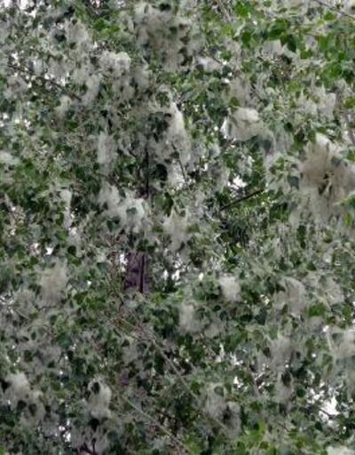 Ercişi kavak ağacı poleni sardı