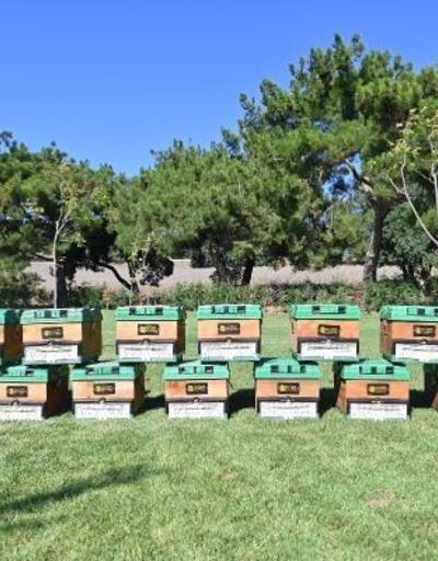 Balıkesirde 20 binden fazla kraliçe arı dağıtımı yapıldı