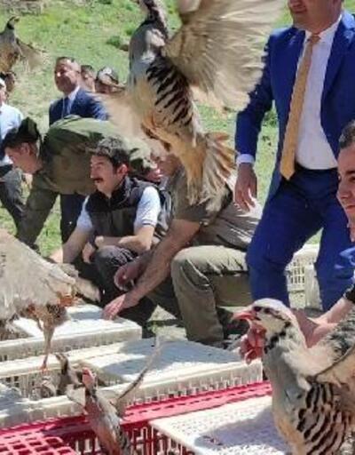 Karsta 600 kınalı keklik doğaya salındı