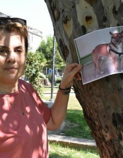 Kayıp köpeği Kofiyi bastırdığı afişlerle arıyor