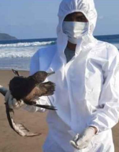 Meksika kıyılarında toplu kuş ölümleri alarmı: Sebebi El Nino