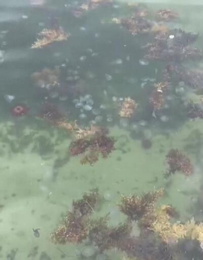 Marmara Denizinde zehirli denizanası istilası