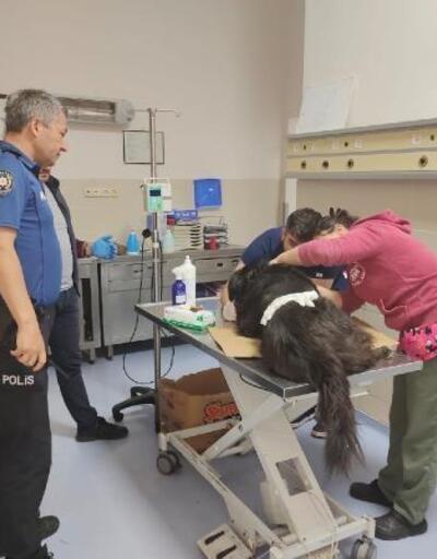 Samsunda yaralı köpeğe polis yardımı