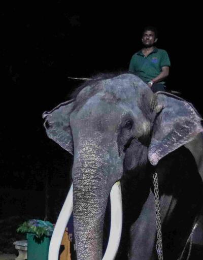 İşkence iddiaları iki ülke arasında krize neden olmuştu: Hediye edilen fil geri alındı
