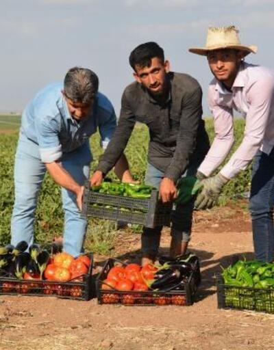 Şırnak’ta yüzde 75’i hibeli ‘açık tarla’ sebze üretiminde hasat başladı