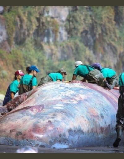 İspanya’da ölü balinanın bağırsağından 500 bin euroluk akamber çıktı