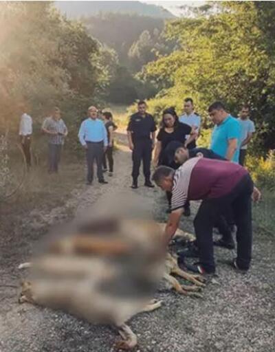 Kan donduran olay Ormanda zehirlenerek ölmüş köpekler bulundu