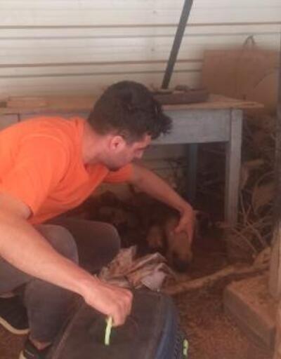Osmaniye Belediyesinden, yaylalardaki yaralı sokak hayvanlarına tedavi