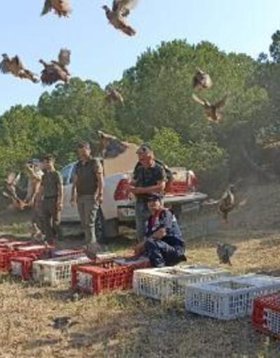 Edirne’de 600 kınalı keklik doğaya bırakıldı