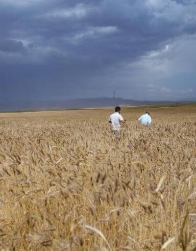 Vandaki buğday ve arpa veriminde yüzde 80lik artış bekleniyor