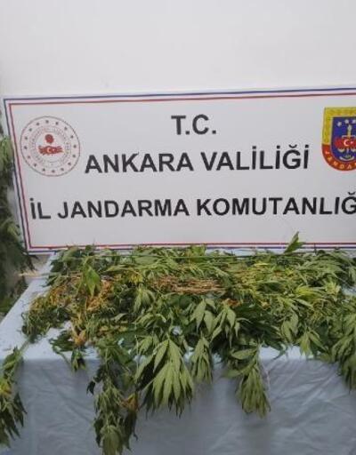 Ankarada 298 kök kenevir bitkisi ele geçirildi