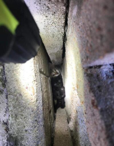 Duvar arasında sıkışan 5 yavru kediyi itfaiye kurtardı