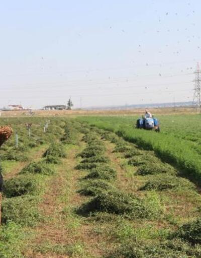Türkiye’nin ihtiyacının yüzde 75’inin karşılandığı nane hasadı başladı