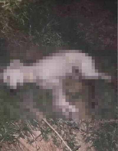 Bursada , 3 köpeğin ölümüne soruşturma