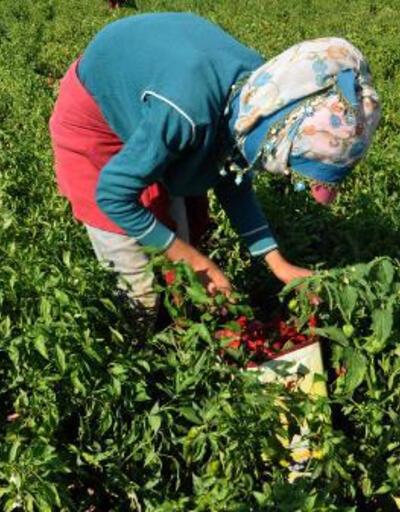 Gaziantepte, kırmızı biber hasadı sürüyor