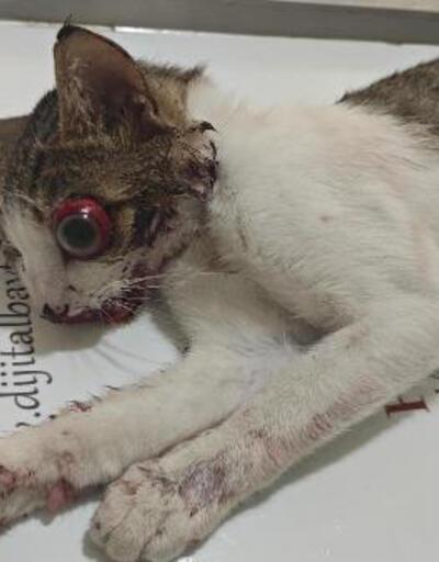 Trafik kazasında yaralanan sokak kedisi tedavi edildi