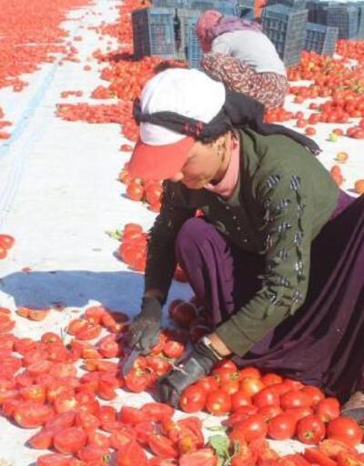 İtalyanın dünyaca ünlü pizzalarını Erciyesin eteklerinde kurutulan domatesler süslüyor