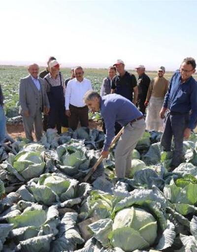 Niğde lahana üretiminde Türkiye’de ikinci sırada