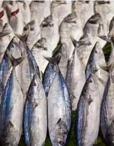 Tam mevsimi Bu balığı tüketen kolesterol nedir bilmiyor, demir, magnezyum ve D vitamini deposu