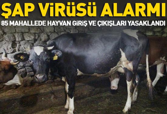 Trabzon'da şap virüsü alarmı