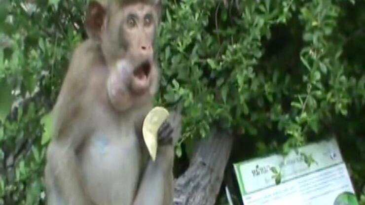 Cips yiyen maymun kırdı geçirdi!