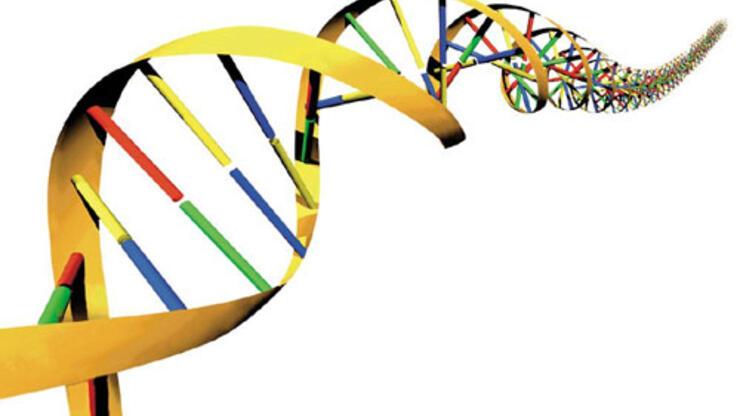 DNA'daki ufak bir değişiklik evrime yol açıyor