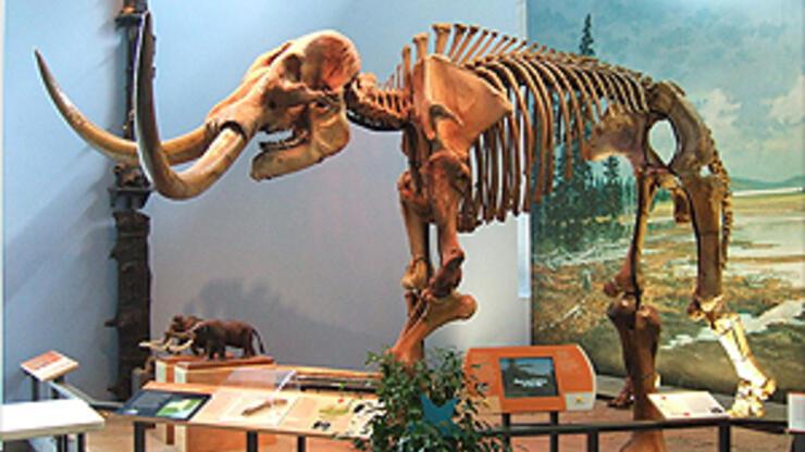 Burdur'da fillerin atalarına ait 6 fosil bulundu