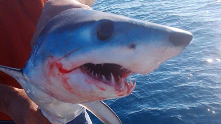 Oltaya Jaws takıldı - Güncel Haberler Son Dakika