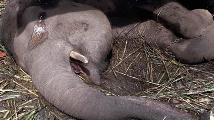 İnsanlardan zulüm gören fil ölürken hem ağladı hem ağlattı