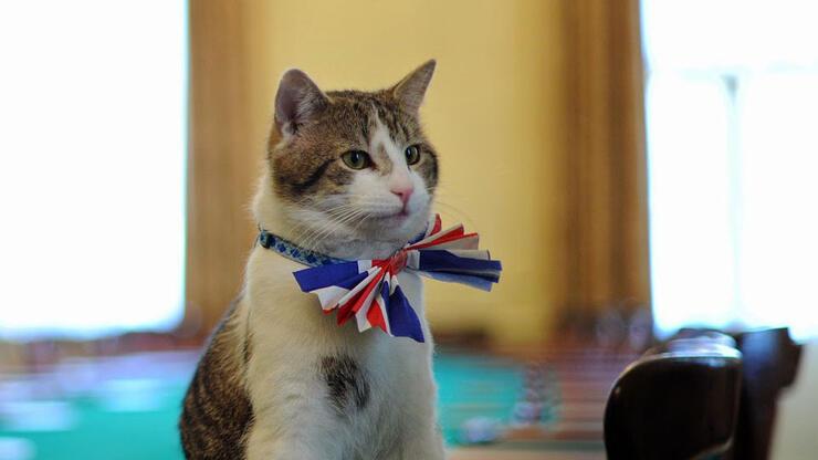İngiltere'de başbakanlık konutunun kedisi görevde kalacak