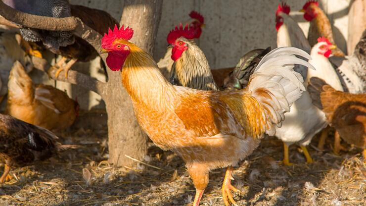 Ünlü tavuk üreticisinden İpek Hanım'ın çiftliğine tazminat davası