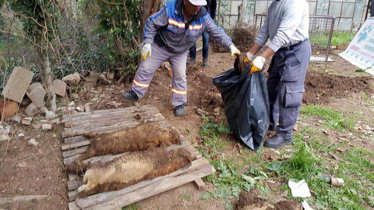 Kedi Köyü mezarları oldu: İki dernek birbirine girdi