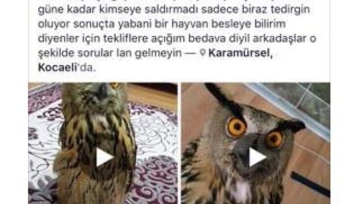 Yaralı bulduğu baykuşu iyileştirip sosyal medyada satışa çıkardı