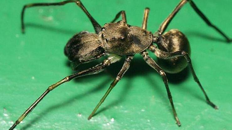 Çin'de yavrularını sütle besleyen örümcek türü bulundu