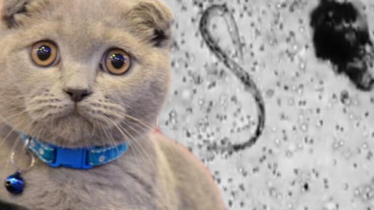 Kedilerden Bulasan Parazit Toksoplazma Nedir Toksoplazma Belirtileri Nelerdir Saglik Haberleri